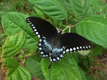 Spicebush Swallowtail - male